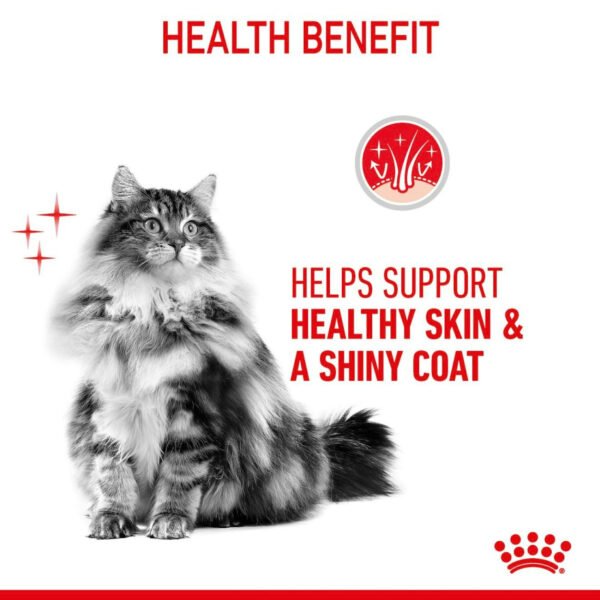 Royal Canin Intense Beauty Wet Cat Food Thin Slices in Jelly