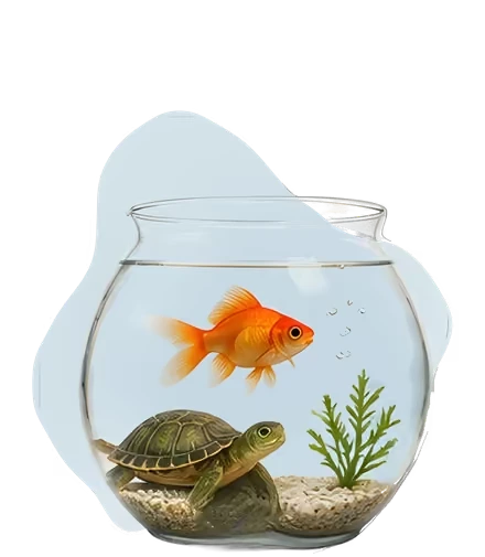 Fish & Turtle